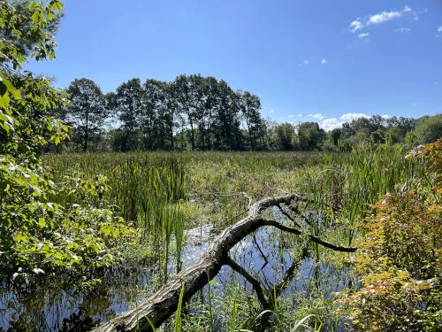 marsh in September at Hartwell Preserve in northeast MA