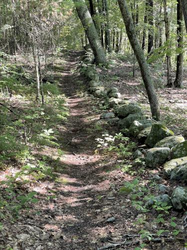 trail in September at Hartwell Preserve in northeast MA