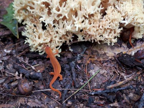 Red Eft and White Coral (Ramariopsis kunzei) mushroom in September at Hawthorne Town Forest near Hopkinton in southern New Hampshire