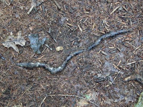 fake snake at Hawthorne Town Forest near Hopkinton in southern New Hampshire