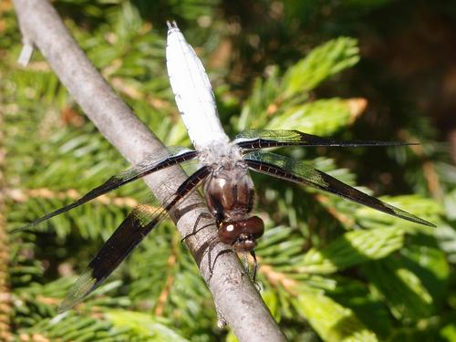 White Tail dragonfly