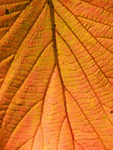 hobblebush leaf