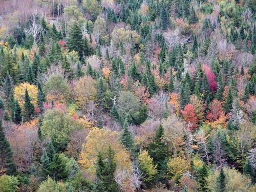 early-Fall color in the mixed forest below the South Overlook on Haystack Mountain in northeastern Vermont