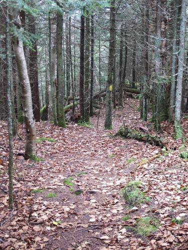 woodsy trail to Haystack Mountain in northern Vermont