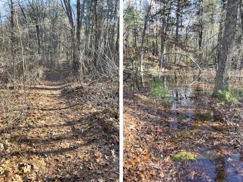 smooth and flooded trails in December at Hazel Brook in eastern MA