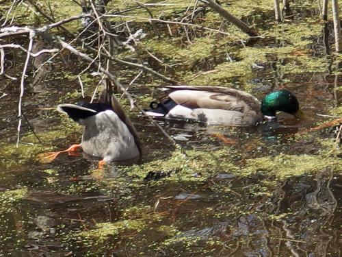ducks in May at Heads Pond near Hooksett in southern New Hampshire