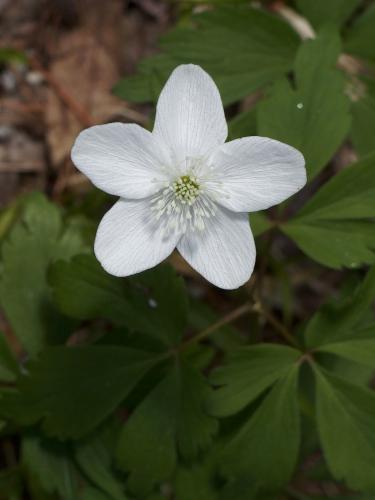Wood Anemone (Anemone guinquefolia) in May beside Heads Pond Trail near Hooksett in southern New Hampshire