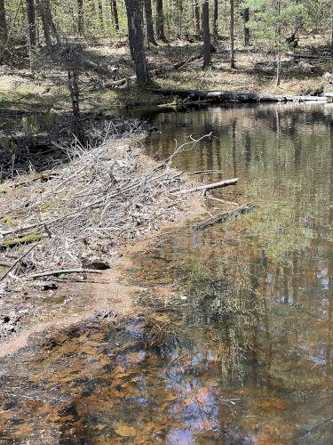 beaver dam in May at Heald Tract in New Hampshire