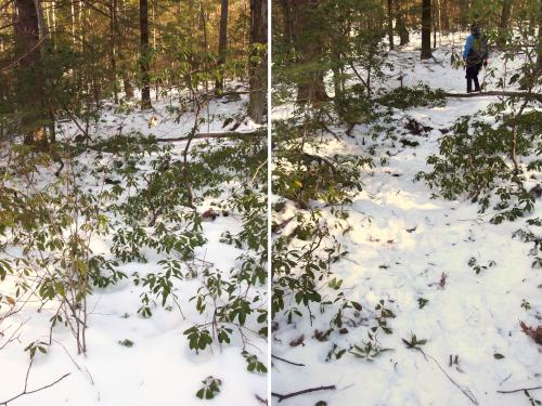 a little trail clearing in January at Heald Tract in New Hampshire