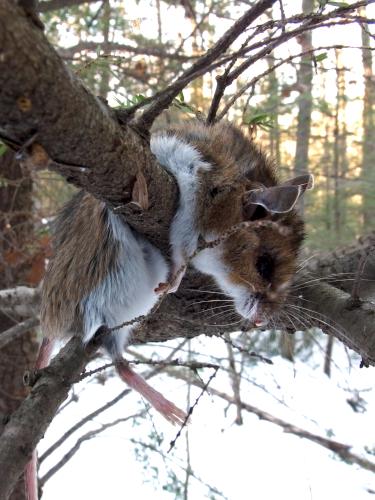 murdered mouse in January at Heald Tract in southern New Hampshire