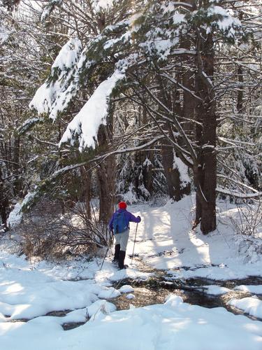 hiker on Pond Trail at Heald Tract in New Hampshire