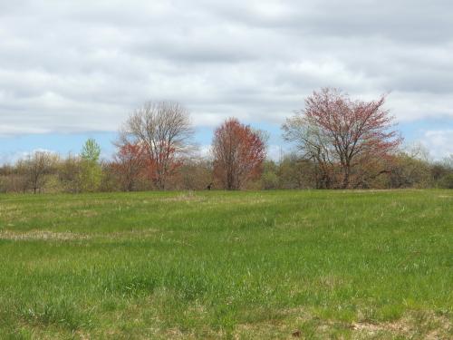 field in May at Heald Orchard in Pepperell MA