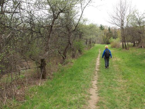 Andee walks Central Trail at Heald Orchard in Pepperell MA