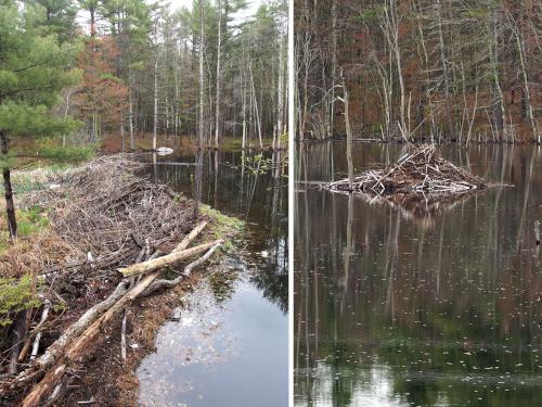 beaver dam and lodge in May at Heron Pond Loop in  southern New Hampshire