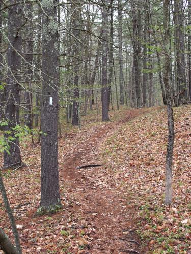 foot path in May at Heron Pond Loop in southern New Hampshire