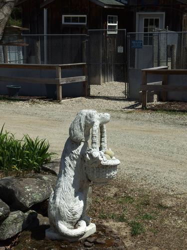 dog statue at Chebaco Kennels across from trailhead parking for Hewes Hill at Swanzey in southwestern New Hampshire