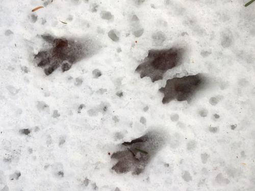 critter prints in the snow at Hiroshi Loop Trail near Peterborough in southwestern New Hampshire