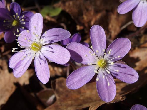 hepatica blooming beside the Metacomet-Monadnock Trail on the way to Mount Hitchcock in central Massachusetts