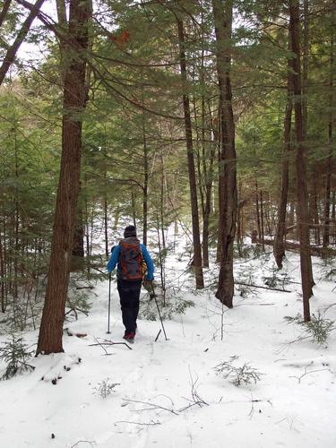 Dick enters the woods on a bushwhack to Holden Hill in southwestern New Hampshire