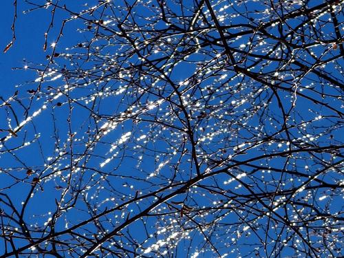 ice-coated tree branchlets glow in sunlight like a crystal chandelier on Mount Holyoke in central Massachusetts