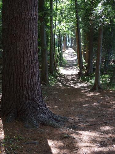 trail at Hopkinton State Park in eastern Massachusetts