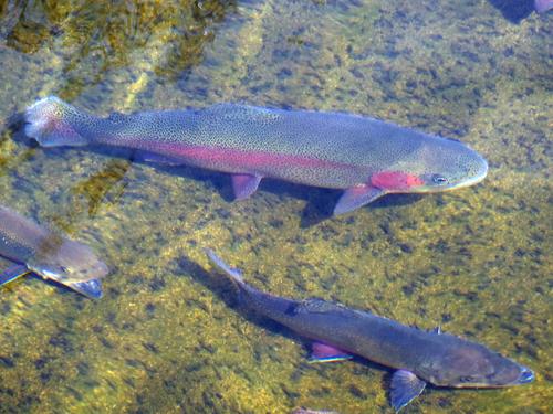 Rainbow Trout at the Berlin Fish Hatchery in New Hampshire