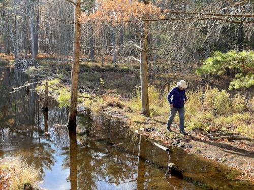 Andee walks the beaver dam at Horse Hill Nature Preserve in southern New Hampshire