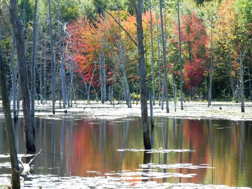 early fall foliage color on Lastowka Pond at Horse Hill Nature Preserve in southern New Hampshire