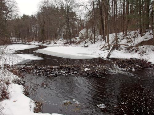 beaver dam on Hawthorne Brook in February at Howard Park in northeast Massachusetts