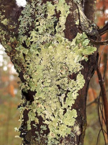 lichen on a tree trunk in February at Howard Park in northeast Massachusetts