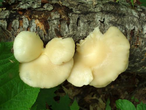 Oyster Mushroom (Pleurotus ostreatus)