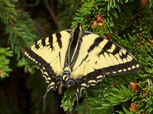 Eastern Tiger Swallowtail (Papilio glaucas) in June at Hoyt Hill near Bristol in western New Hampshire