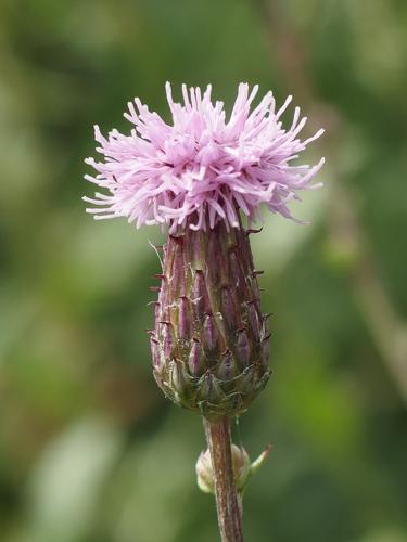 Canada Thistle (Cirsium arvense) at Hubbard Hill in southwestern New Hampshire