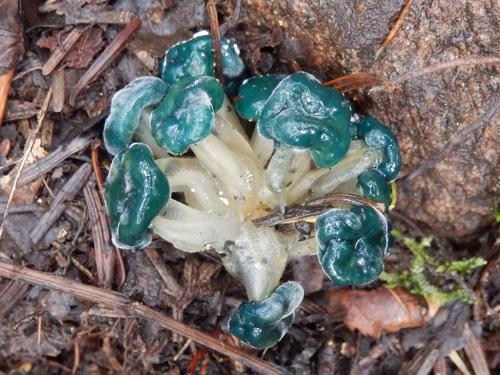 Green-capped Jelly Baby (Leotia viscosa)