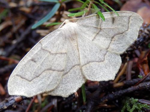 Hemlock Looper (Lambdina fiscellaria) moth on Hurricane Mountain in New Hampshire