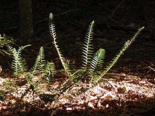 fern on the forest floor on the way to Hurricane Hill near Dublin in southern New Hampshire