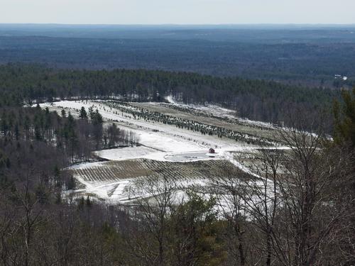 a tree farm below Hussey Mountain in New Hampshire