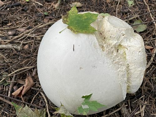 Giant Puffball (Calvatia gigantea) in September at Mount Independence in western Vermont