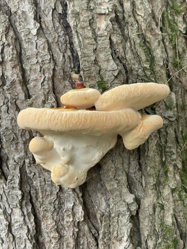 mushroom in June at Indian Ridge in southwest New Hampshire