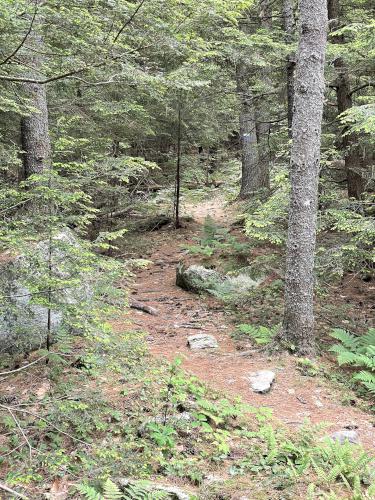 trail in June at Indian Ridge in southwest New Hampshire