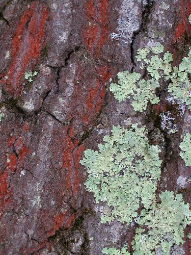 Imshaugia lichen