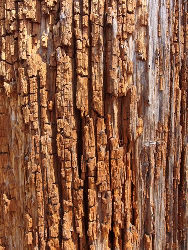 textured wood of a standing dead pine tree at Ipswich River Wildlife Sanctuary at Topsfield in Massachusetts