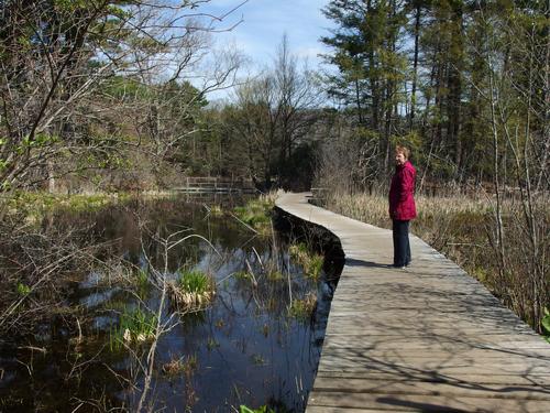 visitor on a boardwalk of Ipswich River Wildlife Sanctuary at Topsfield in Massachusetts