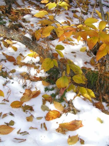 fall foliage and early snow on the trail to Iron Mountain in New Hampshire