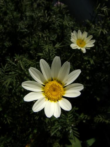 Marguerite Daisy (Argyranthemum frutescens)
