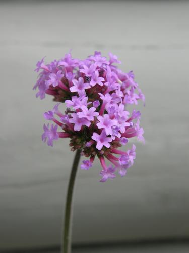 Purpletop Vervain (Verbena bonariensis)