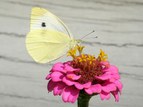 Cabbage White butterfly