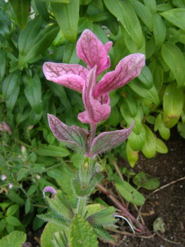 Clary Sage (Salvia viridis)