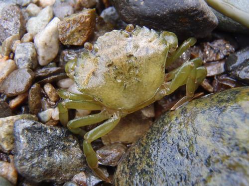 Green Crab (Carcinus maenas)