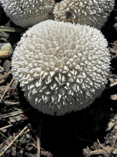 Curtis's Puffball (Lycoperdon curtisii) in August on Islesboro Island in Maine